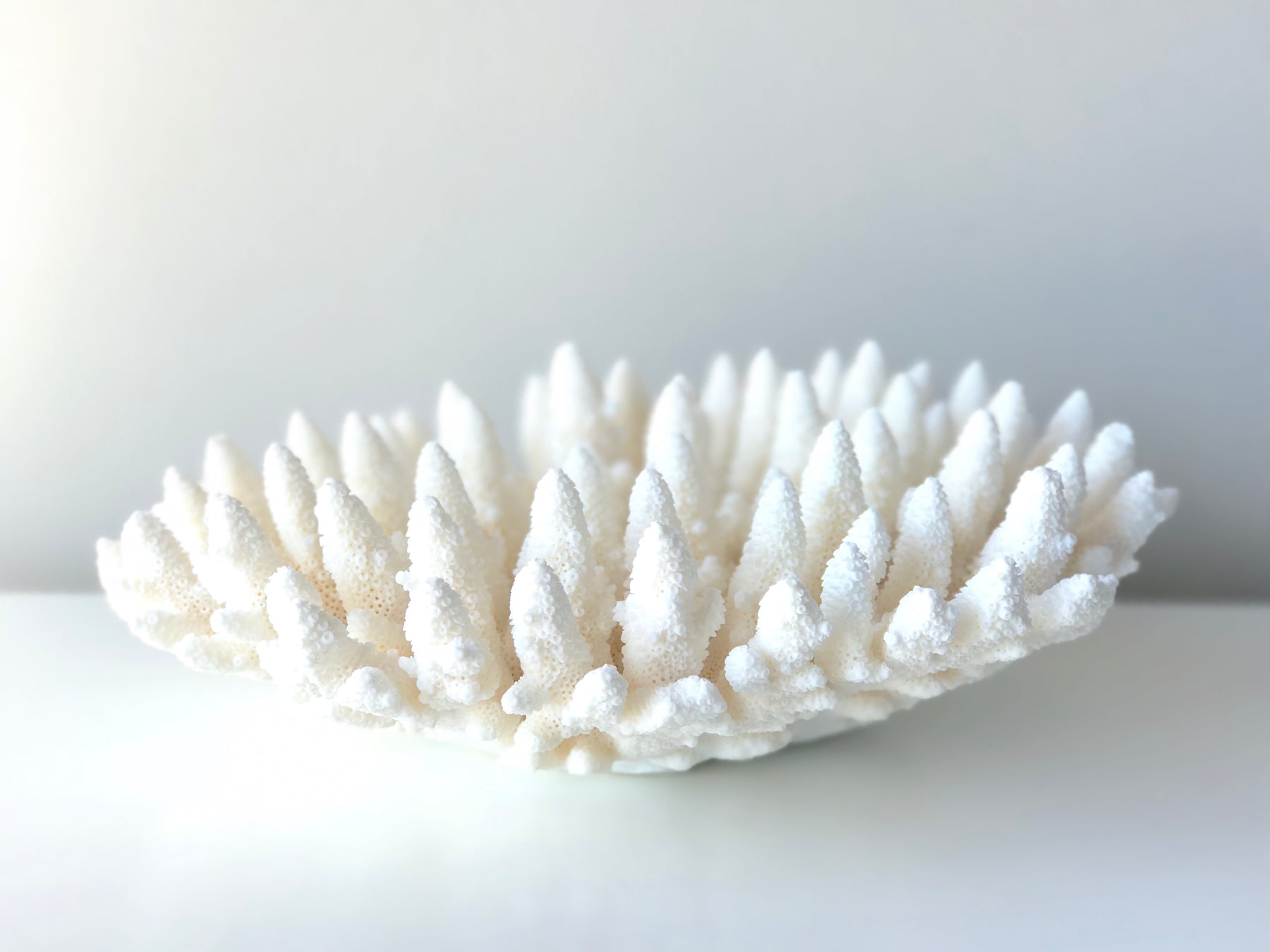 Corals Shells LUXE FURNITURE HOMEWARES   Image 09ab90bb Cc30 4949 86f1 Cc69340fa703 1800x1350 