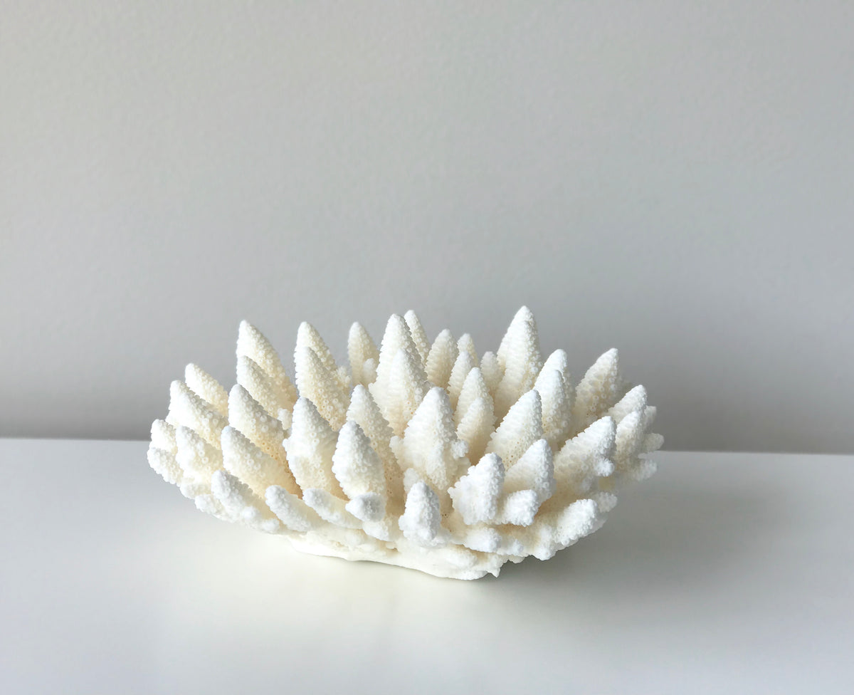 Small Specialty Finger Coral – LUXE FURNITURE & HOMEWARES