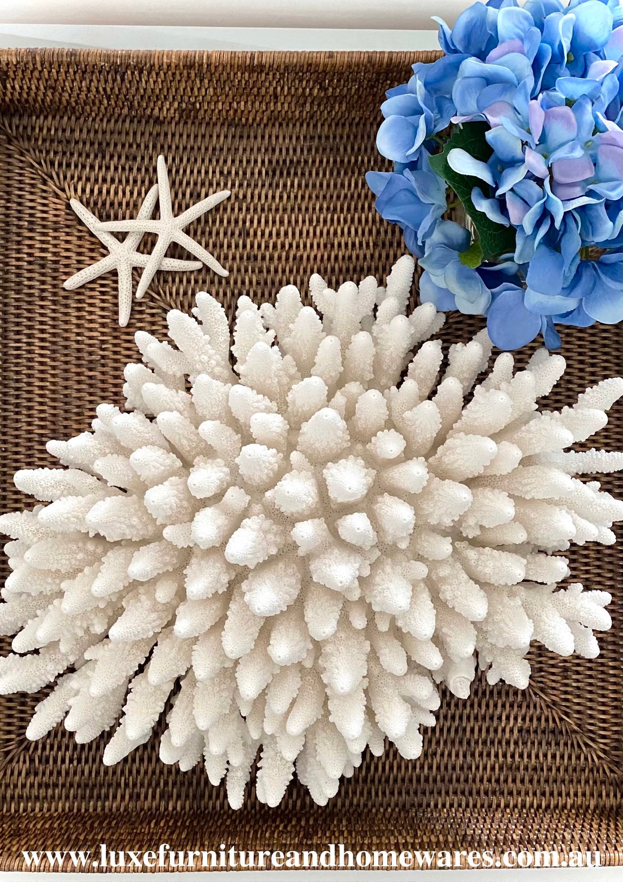 Corals Shells LUXE FURNITURE HOMEWARES   Image 9e246160 8050 4ac0 8040 F9eee1759b65 1275x1800 