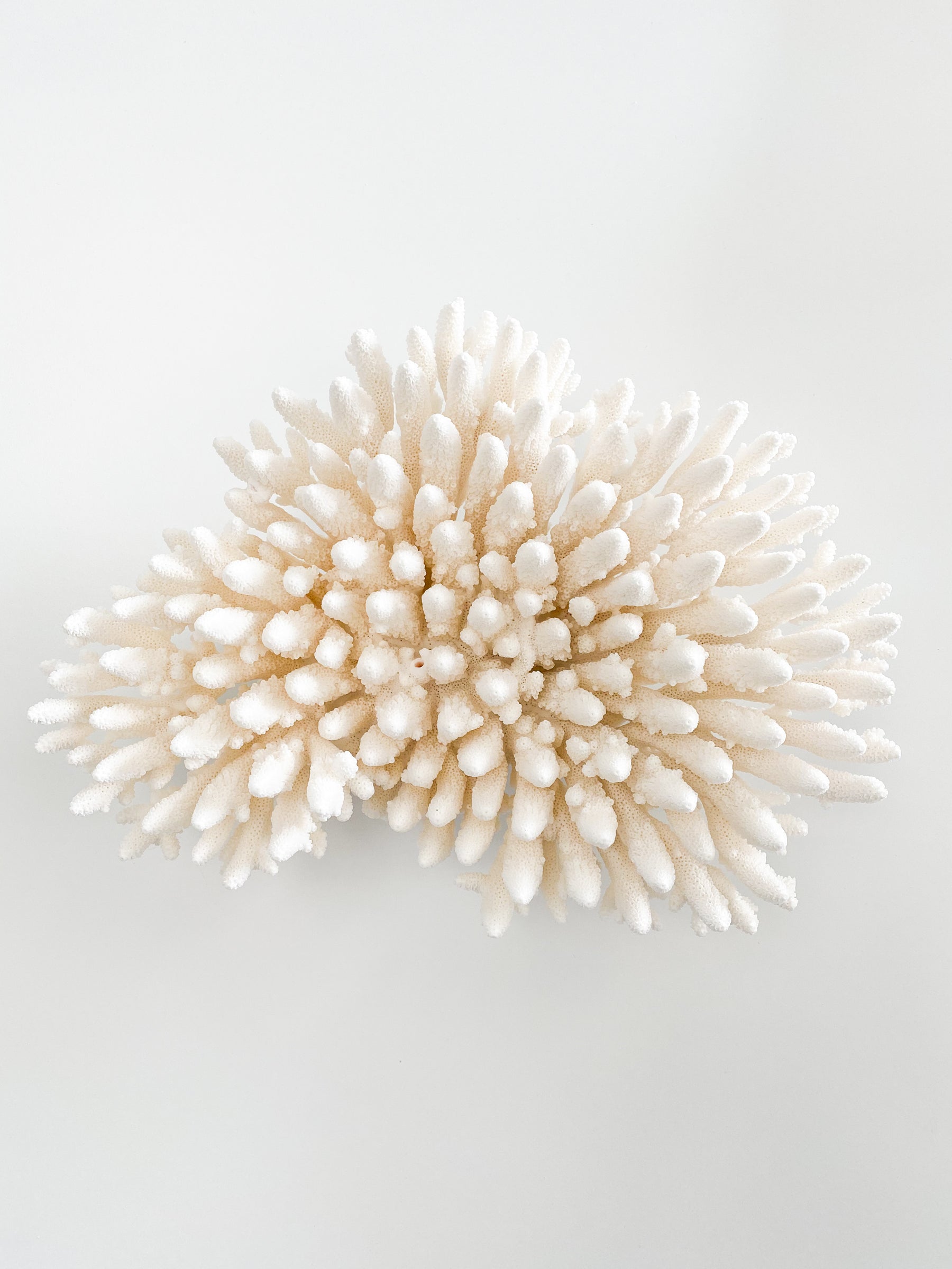 Corals Shells LUXE FURNITURE HOMEWARES   Image Fa5f8e4d F3be 4b3e 98a3 Ca1f1de097ab 1800x2400 